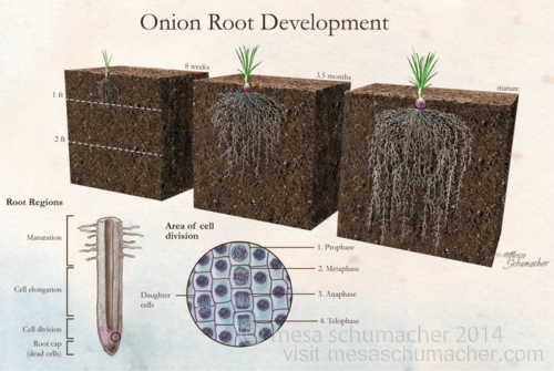 Onion root development